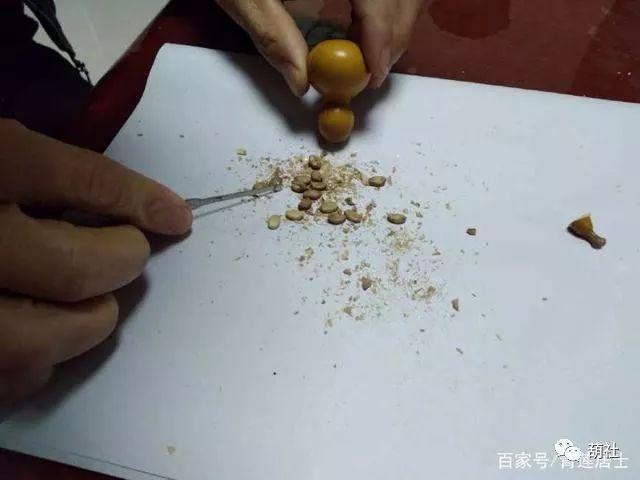 科普一下阳台手捻小葫芦种植的流程