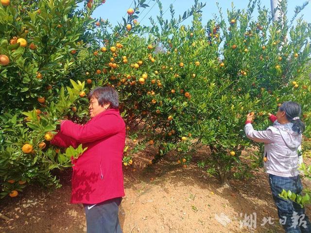 竹山县楼台乡：蜜桔飘香迎丰收 果农喜摘致富果