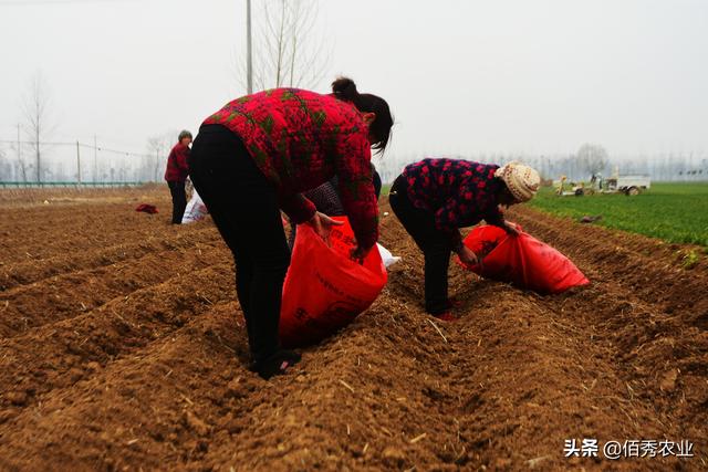 农民在外打工，家里的土地种哪些作物，可以粗放管理又有好收成？