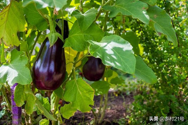 芒种后适合种植哪种蔬菜？这几种不要错过了，收成一茬接一茬