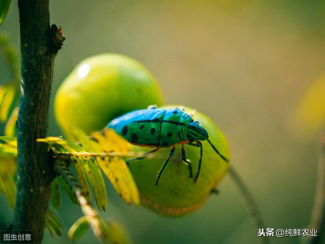 余甘子栽培技术，要如何进行繁殖？尤其第二点最为重要