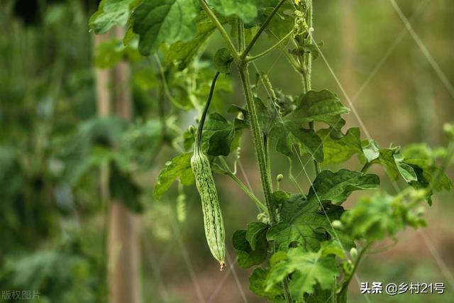 芒种后适合种植哪种蔬菜？这几种不要错过了，收成一茬接一茬