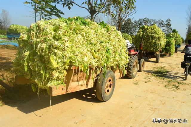 农民种植雪菜，是蔬菜却不能直接吃，亩产5吨，效益稳定不愁卖