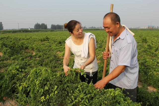 有什么菜种上后可以一直吃？老农推荐，零余子种一次可采10年