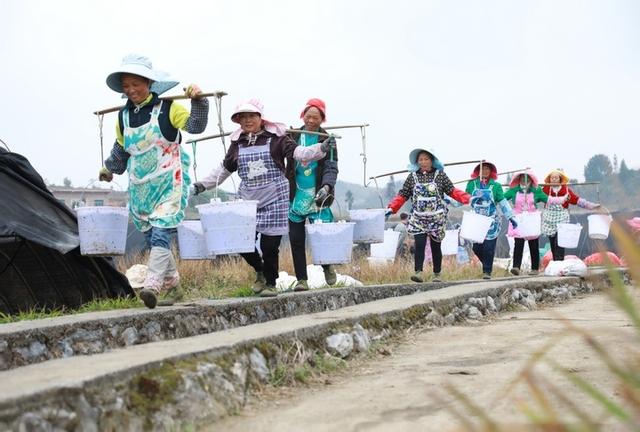 长顺：“冬闲田”变“致富田”羊肚菌种植忙