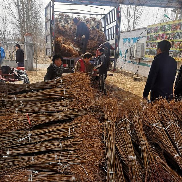 法兰西李子苗种植前景与效益如何？栽植适应什么环境土壤