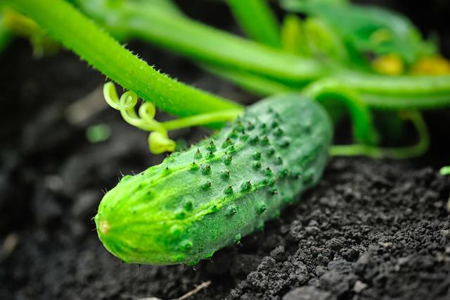 很全面的青瓜种植方案，建议收藏