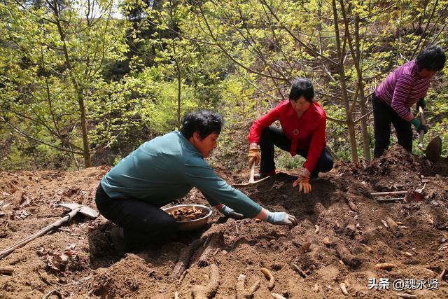 六旬退休大妈在秦岭深山租20亩地种天麻，今年能有40万元收益