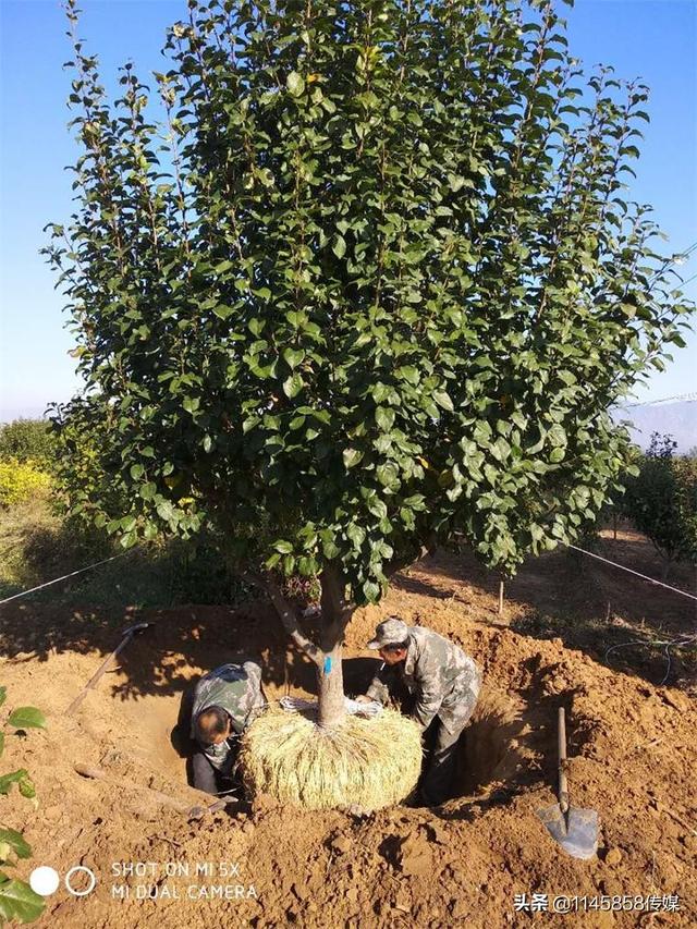 八棱海棠树几年结果？八棱海棠主要集中地张家口怀来天远苗木基地