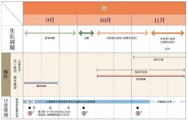 园艺课｜实用家庭玫瑰、月季种植新手入门养护术