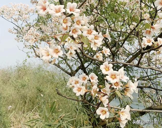 可以榨油的树长啥样？“金丝”油桐树怎么种植？发展“钱”景广阔