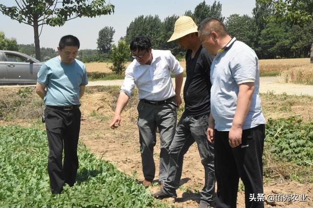 疫情之下，板蓝根大涨，2020年种植面积激增，种植户不要高兴太早