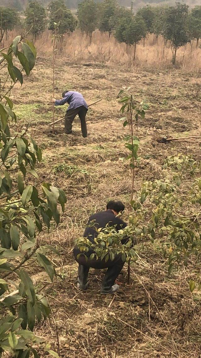 诸暨村企合作种植大果红花油茶 亩产效益可达这个数！