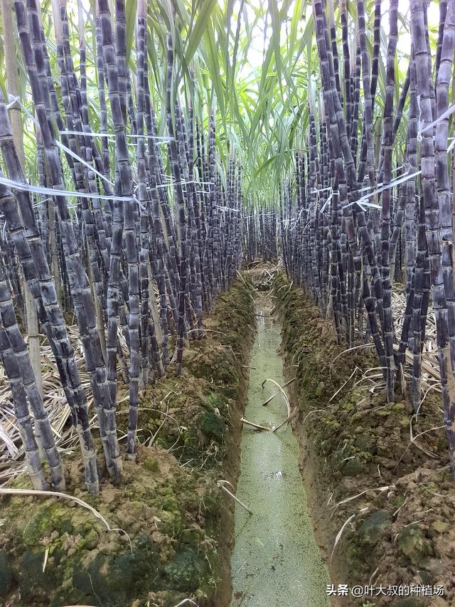 甘蔗在什么季节成熟，什么时候吃甘蔗最甜呢，有哪些甘蔗产地