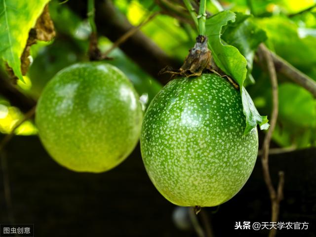 百香果怎样定植、搭架、整形修剪、施肥？这套种植技术，值得看看