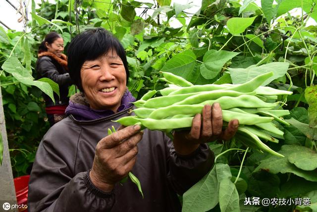 芸豆如何种植才能提高产量？它这些生长特性和管理技巧要知道！