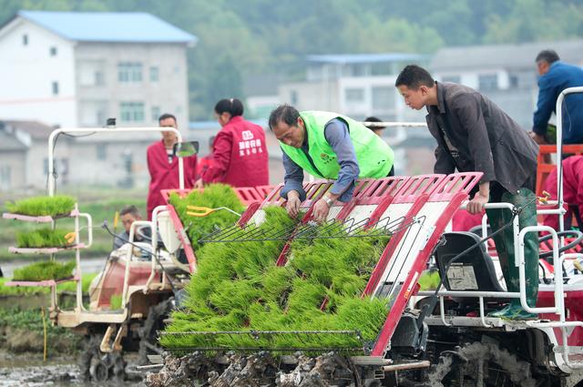 #（经济）四川邻水：订单酿酒糯稻种植忙