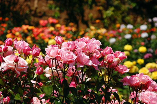 庭院花园种植设计（干货）