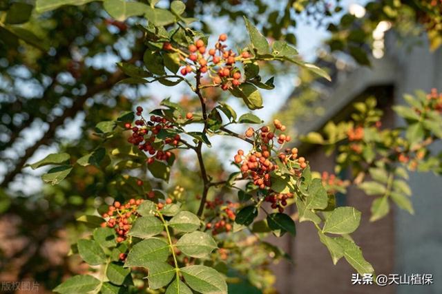 花椒树苗怎么种植