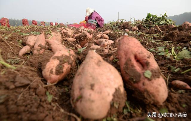 农民种地瓜怎样才能实现高产优收？分享5个种植管理技巧