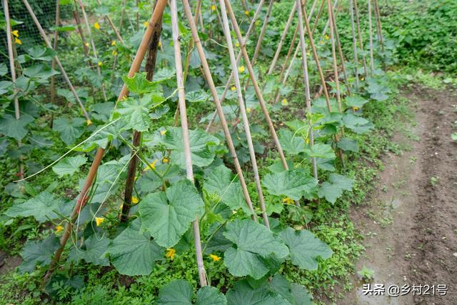 芒种后适合种植哪种蔬菜？这几种不要错过了，收成一茬接一茬