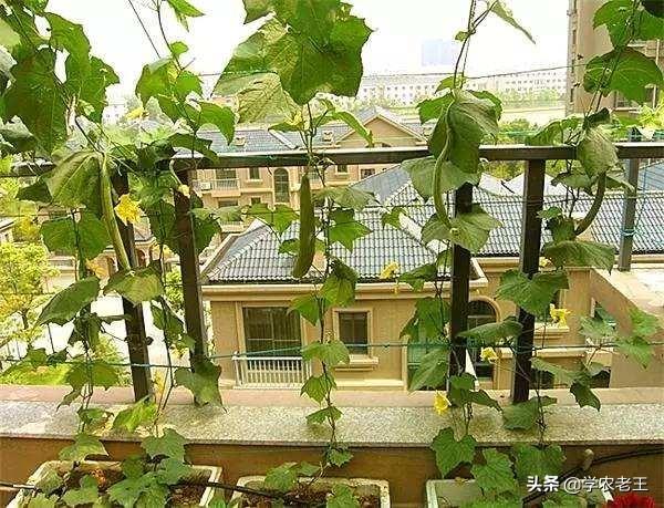 有什么种植简单、采收期短、产量还高的蔬菜吗？丝瓜了解一下