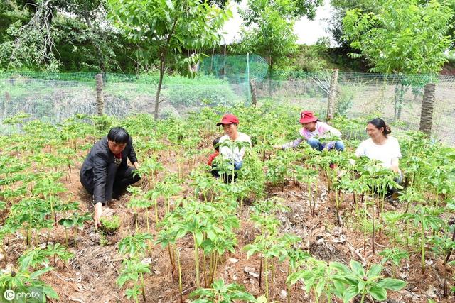 现在种植重楼，还能赚钱吗？怎样繁殖、移栽、管理？建议你看看