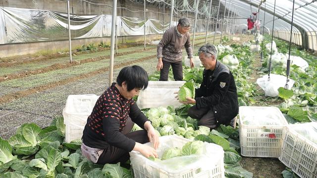 视频｜巧打种植时间差 做活大棚致富经