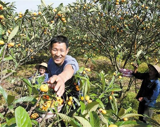 枇杷树的种植方法和栽培管理技术