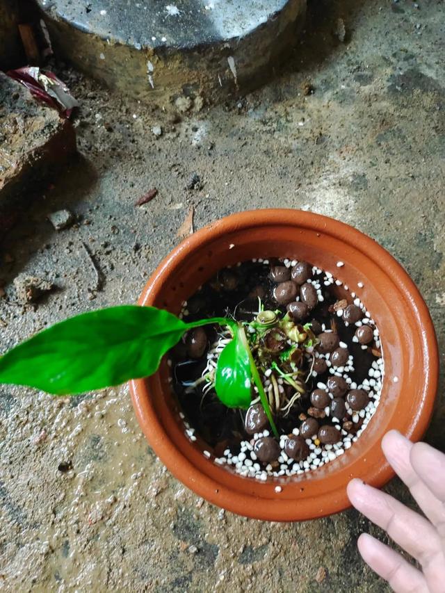 养花种菜的优质营养土比植物还贵，何不自己配制种植土？