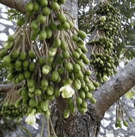 榴莲树种植技术介绍