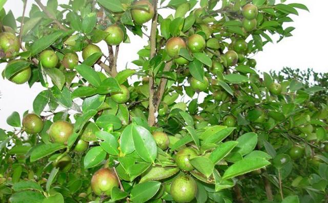 2019年种植油茶树赚钱吗？油茶种植前景效益 深度剖析 建议收藏