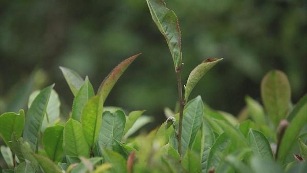 望谟县郊纳镇：“万亩紫茶”管护忙