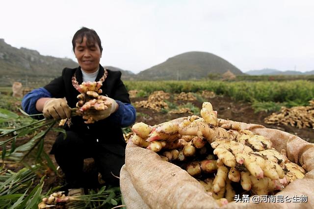 生姜用什么肥料做底肥好？生姜冲施什么肥料好？上什么肥料产量高