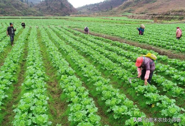 瓜果蔬菜移栽定植学会这6个管理技巧，早生根、缓苗快、成活率高