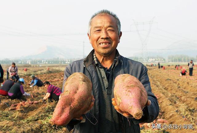 农民种地瓜怎样才能实现高产优收？分享5个种植管理技巧