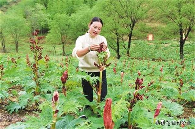 大黄的种植技术，种植时学会这几点，即可开始培植