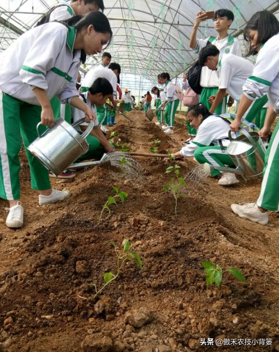 辣椒种植管理有诀窍，学会这7个管理方法能增产