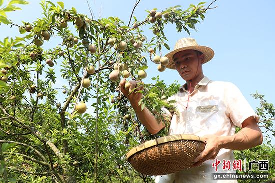 广西藤县3000多亩三华李陆续成熟上市