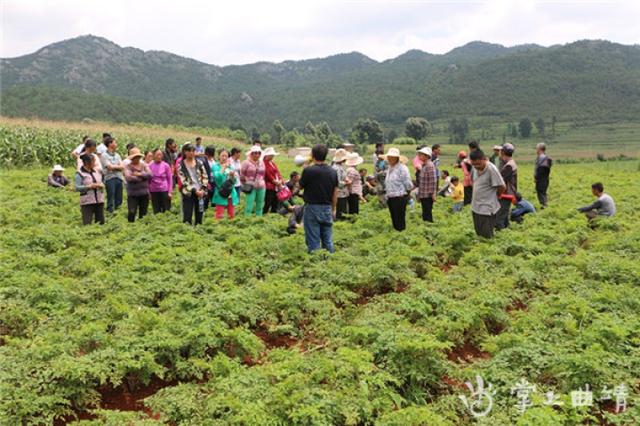 沾益区：中药材为海泥村开辟增收路