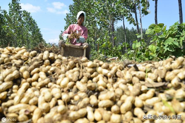 夏花生的生长期短、亩产量低，如何播种管理才能实现优质高产？