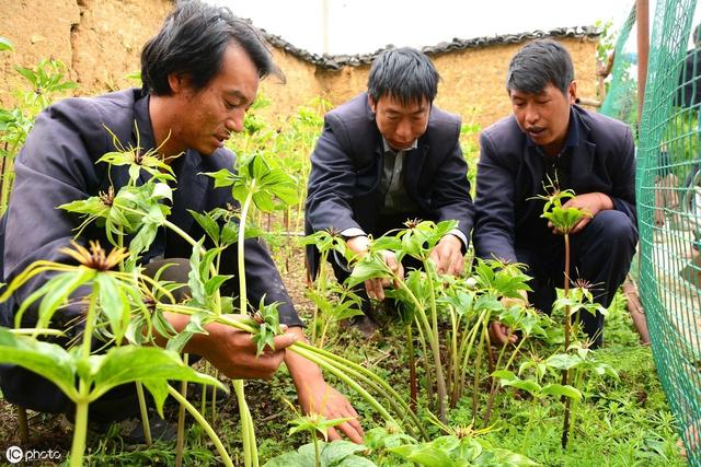 现在种植重楼，还能赚钱吗？怎样繁殖、移栽、管理？建议你看看