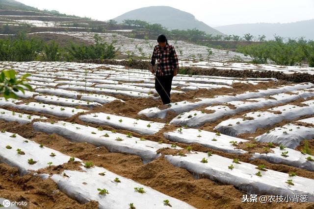 夏花生的生长期短、亩产量低，如何播种管理才能实现优质高产？