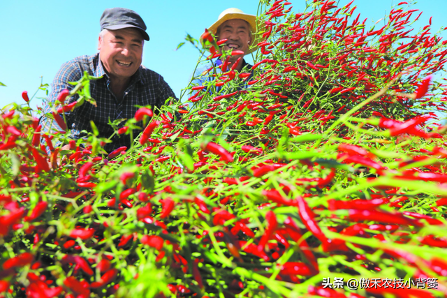 辣椒种植管理有诀窍，学会这7个管理方法能增产