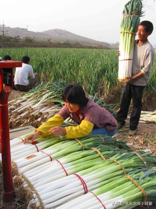 种植大葱学会这几招，缓苗快、葱白粗长、产量高