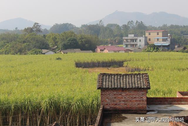 甘蔗在什么季节成熟，什么时候吃甘蔗最甜呢，有哪些甘蔗产地