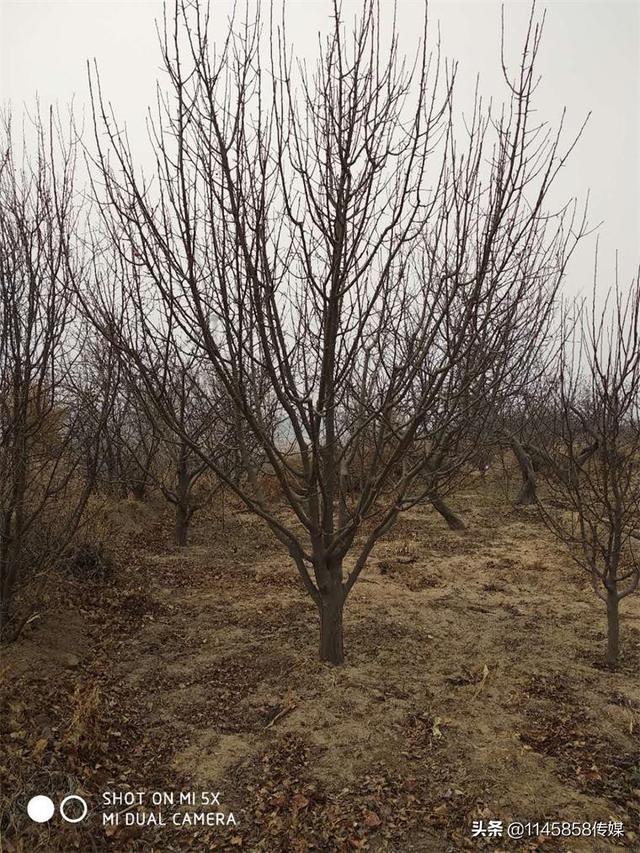 八棱海棠树几年结果？八棱海棠主要集中地张家口怀来天远苗木基地