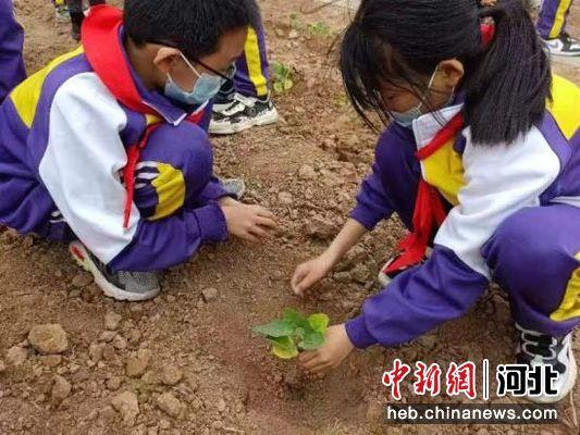 河北枣强一小学组织研学活动 学生现场体验种植劳作乐趣