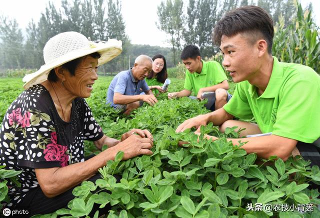 夏花生的生长期短、亩产量低，如何播种管理才能实现优质高产？