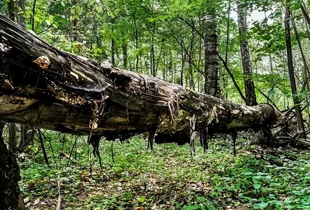 只有枯死松树根部才有，现在价格疯涨还要靠种植，现在100元1斤？